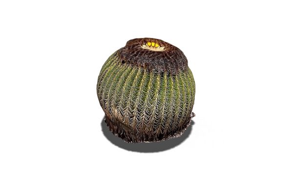 Golden Barrel Cactus