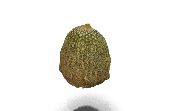 Old Man Cactus