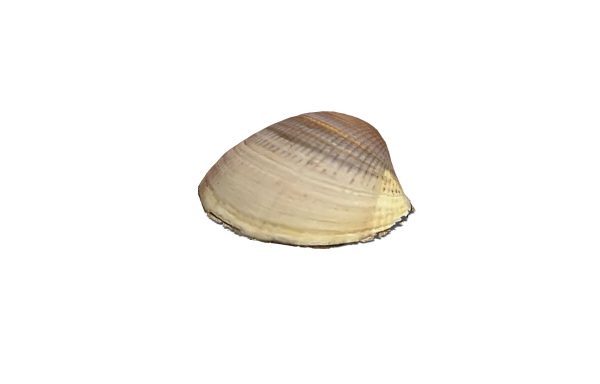 Clam