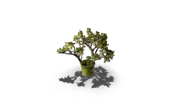 Green Potted Plant
