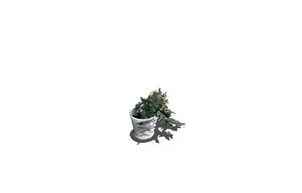 Medium Long Plant