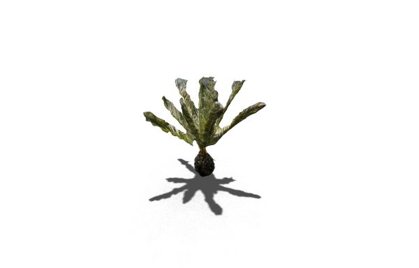 Palm Tree