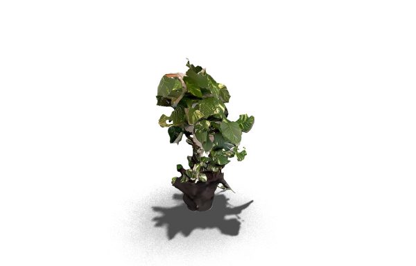 Pothos Plant