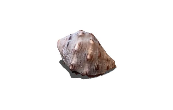 Sea Shell