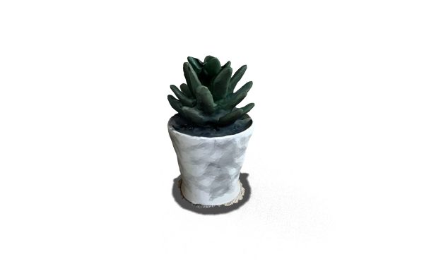 Small Plant
