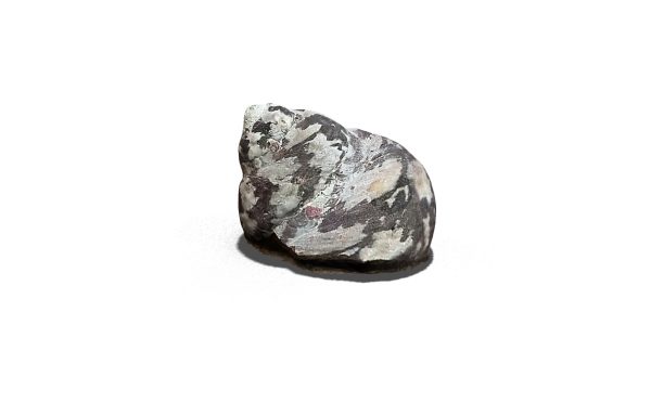 Small Sea Shell